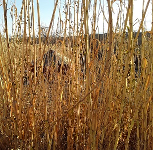 river reeds hiding yurt