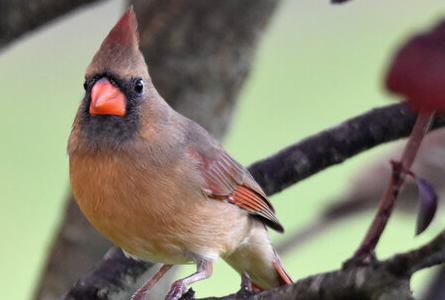 bird on branch